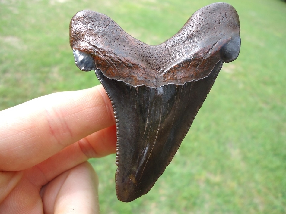Large image 1 Super Polished Suwannee River Auriculatus Shark Tooth