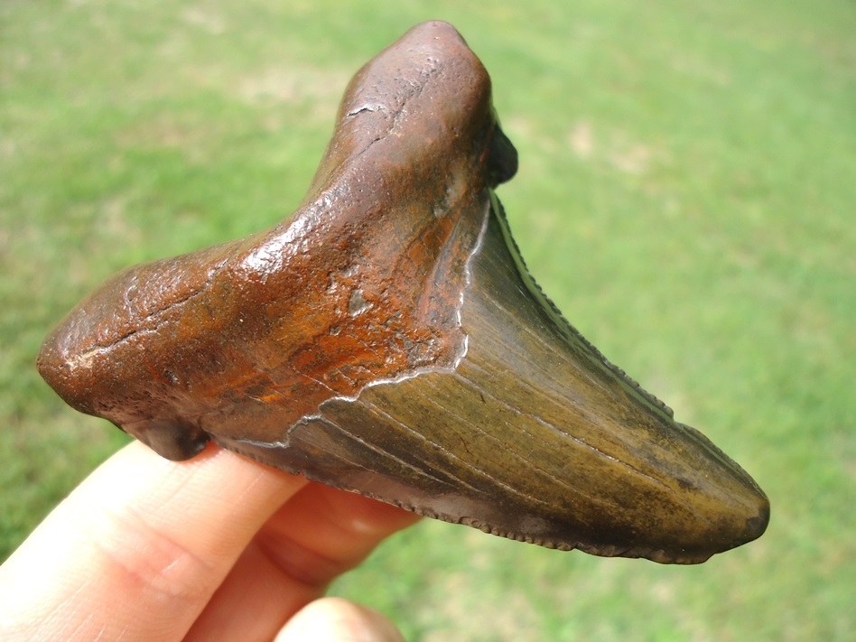 Large image 2 Super Polished Suwannee River Auriculatus Shark Tooth