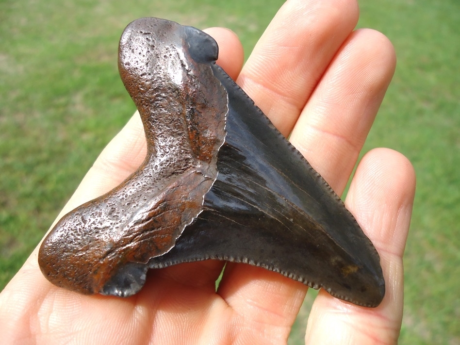Large image 3 Super Polished Suwannee River Auriculatus Shark Tooth