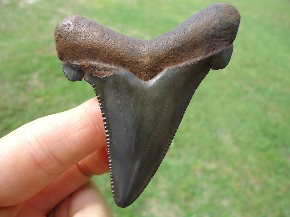 Large image 1 Charcoal Suwannee River Auriculatus Shark Tooth