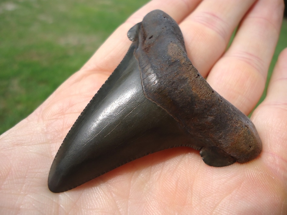 Charcoal Suwannee River Auriculatus Shark Tooth | Recently Sold