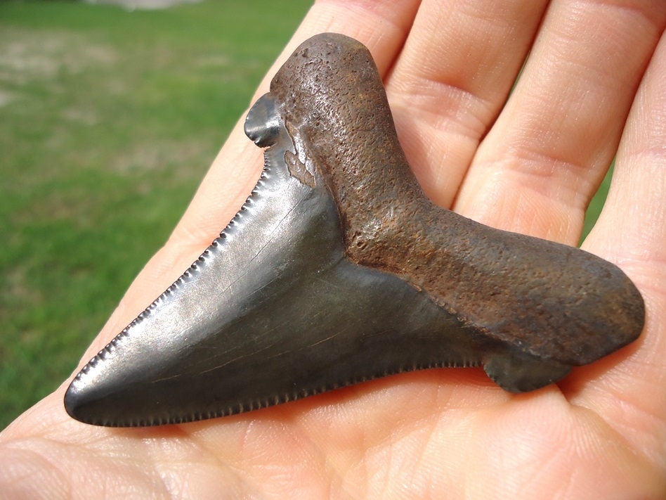 Large image 3 Charcoal Suwannee River Auriculatus Shark Tooth