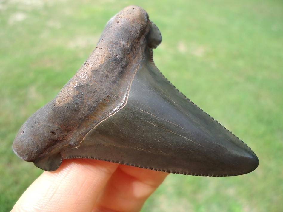 Large image 4 Charcoal Suwannee River Auriculatus Shark Tooth