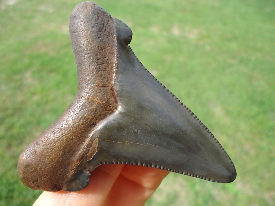 Large image 5 Charcoal Suwannee River Auriculatus Shark Tooth