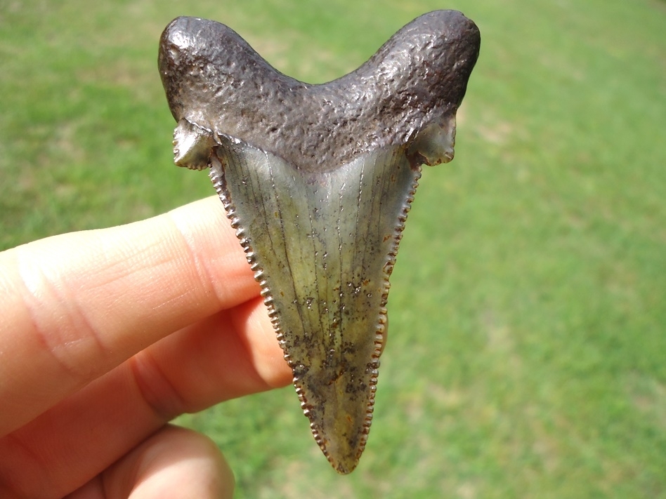 Large image 1 Green Dagger Suwannee River Auriculatus Shark Tooth