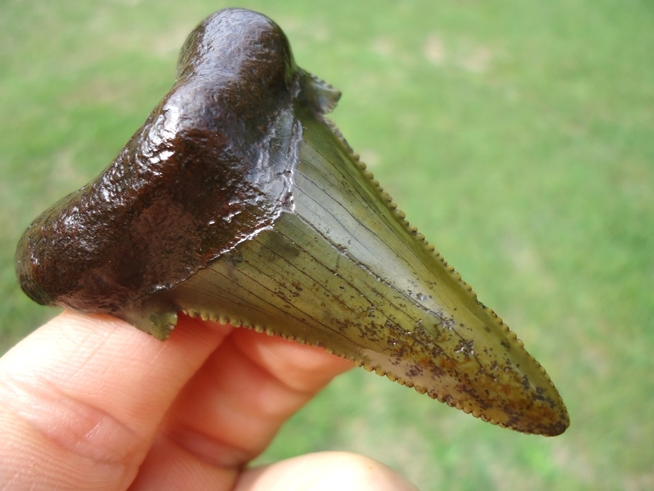 Large image 2 Green Dagger Suwannee River Auriculatus Shark Tooth