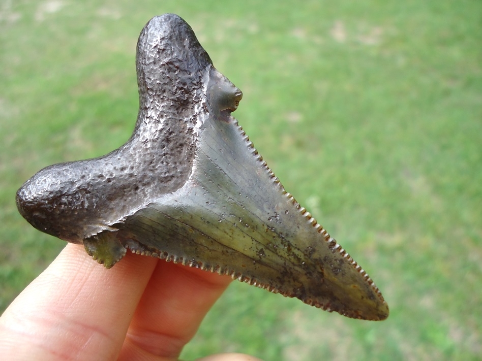 Large image 3 Green Dagger Suwannee River Auriculatus Shark Tooth
