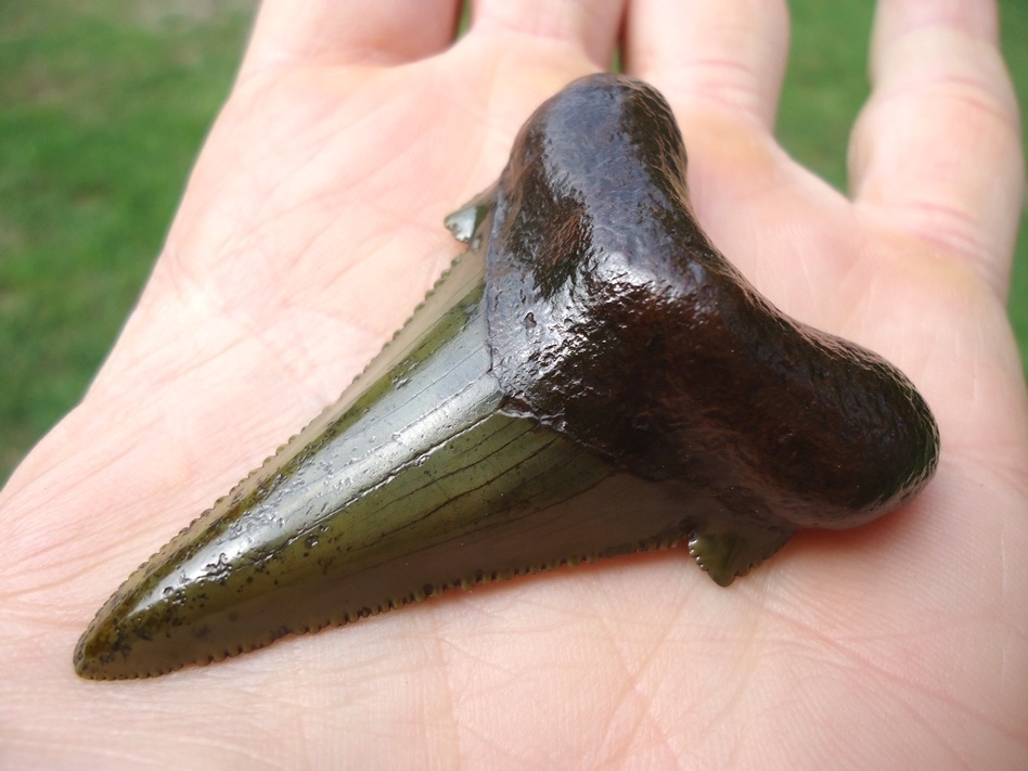 Large image 4 Green Dagger Suwannee River Auriculatus Shark Tooth