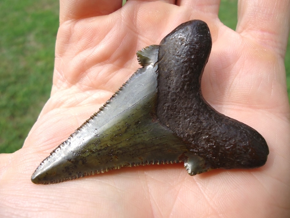 Large image 5 Green Dagger Suwannee River Auriculatus Shark Tooth