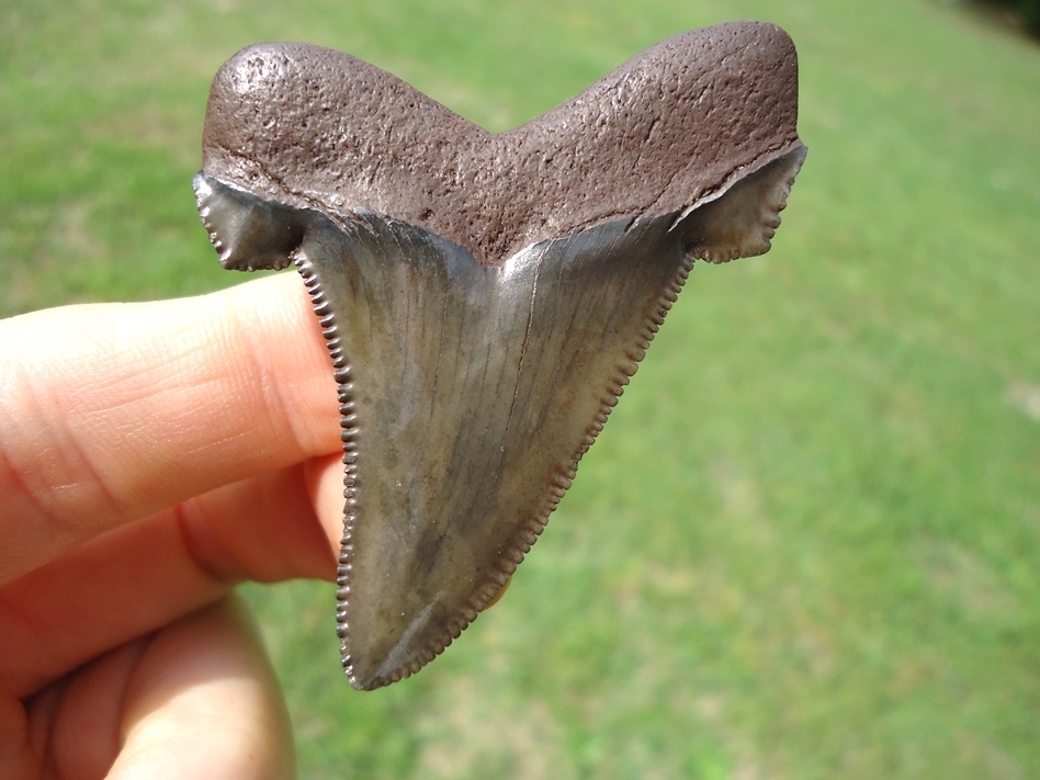 Large image 1 Super Crisp Lateral Suwannee River Auriculatus Shark Tooth