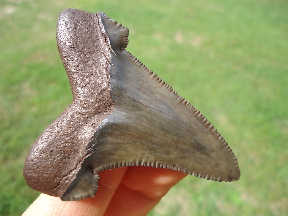 Large image 3 Super Crisp Lateral Suwannee River Auriculatus Shark Tooth
