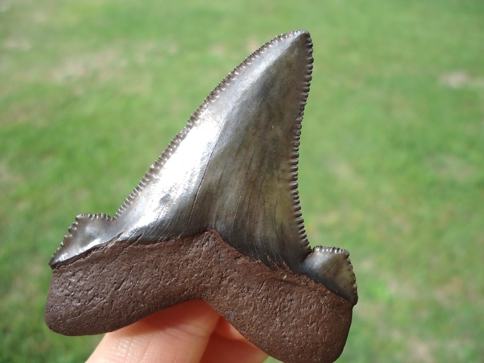 Large image 4 Super Crisp Lateral Suwannee River Auriculatus Shark Tooth