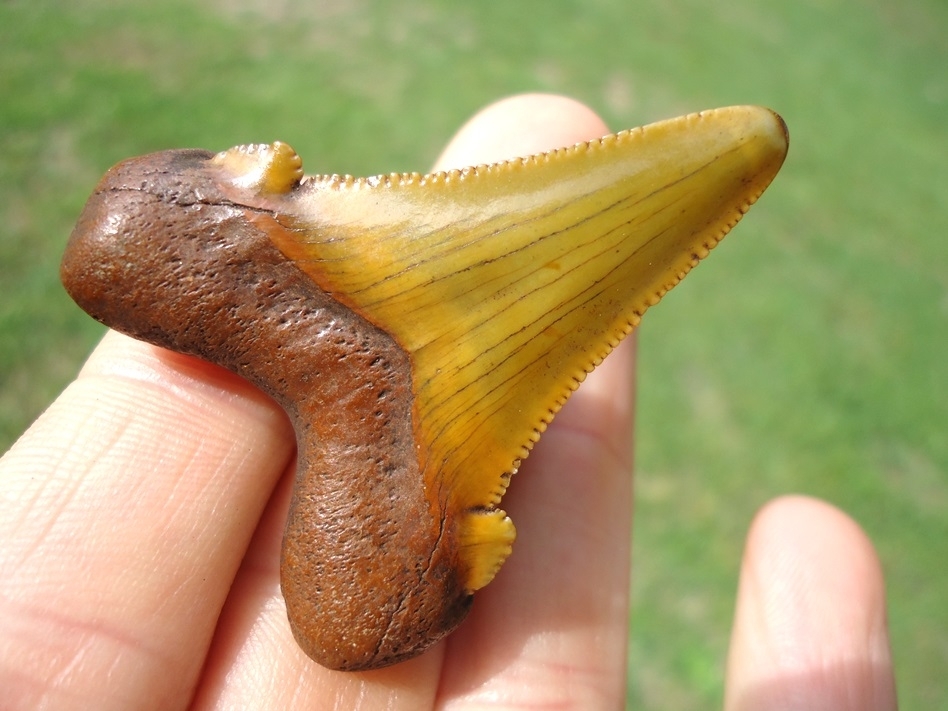 Large image 4 Stunning Sunset Yellow Auriculatus Shark Tooth