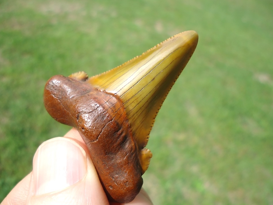 Large image 5 Stunning Sunset Yellow Auriculatus Shark Tooth