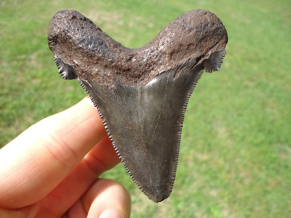 Large image 1 Nice 2.93' Suwannee River Auriculatus Shark Tooth