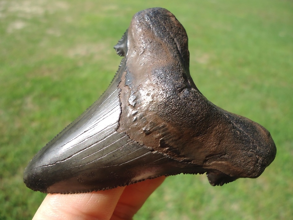 Large image 2 Nice 2.93' Suwannee River Auriculatus Shark Tooth