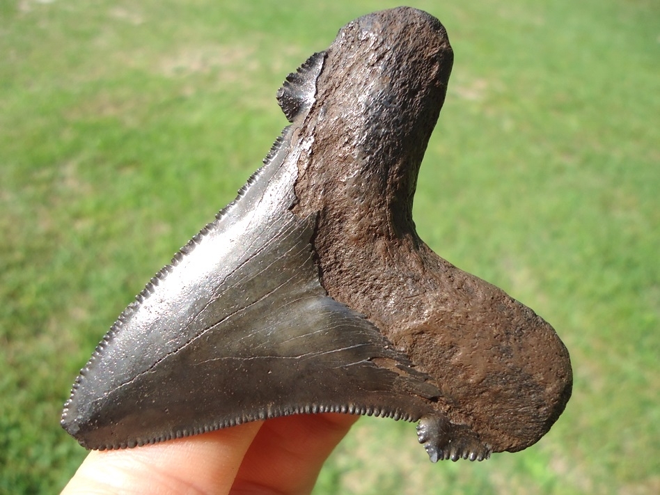 Large image 3 Nice 2.93' Suwannee River Auriculatus Shark Tooth