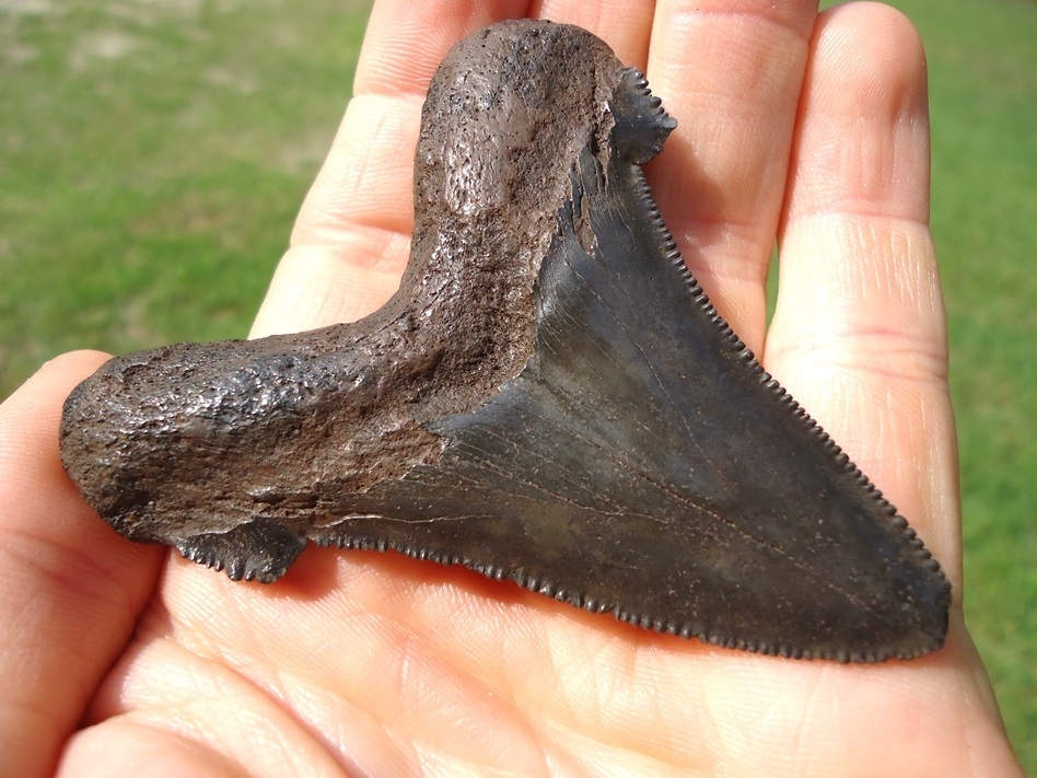 Large image 4 Nice 2.93' Suwannee River Auriculatus Shark Tooth
