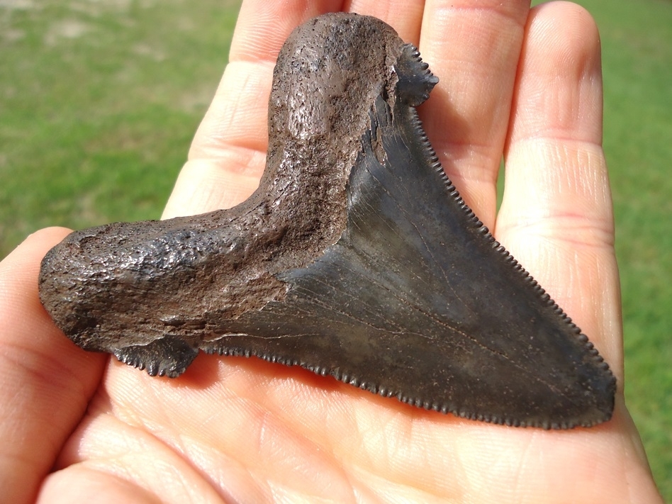 Large image 4 Nice 2.93' Suwannee River Auriculatus Shark Tooth