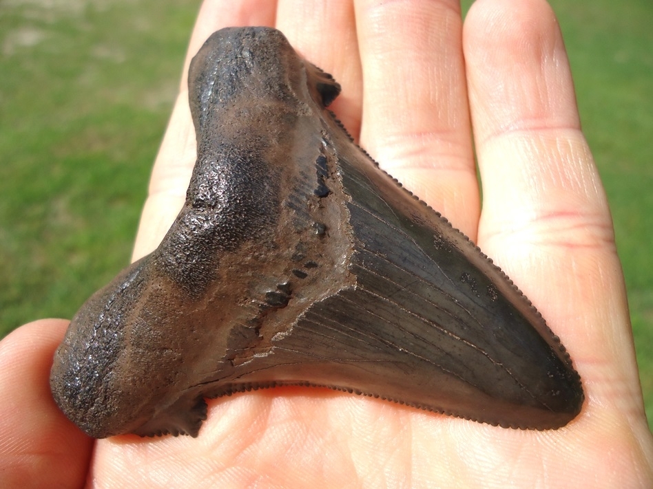 Large image 5 Nice 2.93' Suwannee River Auriculatus Shark Tooth