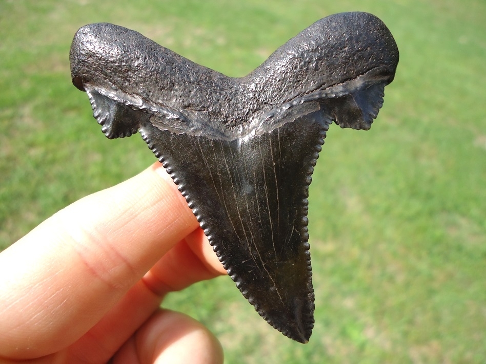 Large image 1 Sinister Black Suwannee River Auriculatus Shark Tooth