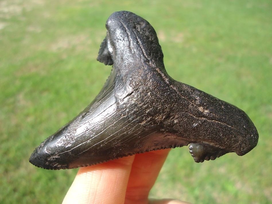 Large image 2 Sinister Black Suwannee River Auriculatus Shark Tooth