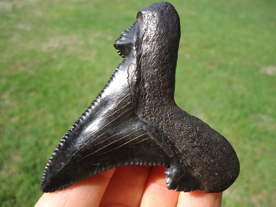 Large image 3 Sinister Black Suwannee River Auriculatus Shark Tooth