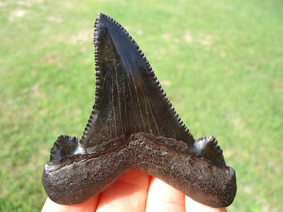 Large image 4 Sinister Black Suwannee River Auriculatus Shark Tooth