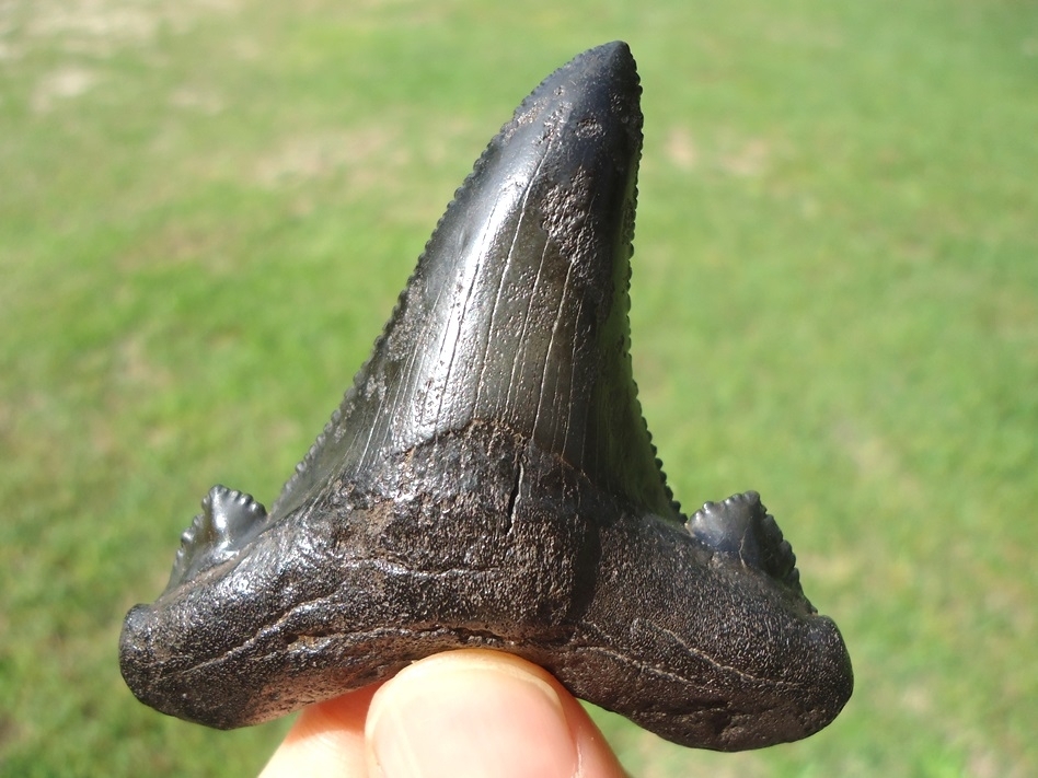 Large image 5 Sinister Black Suwannee River Auriculatus Shark Tooth
