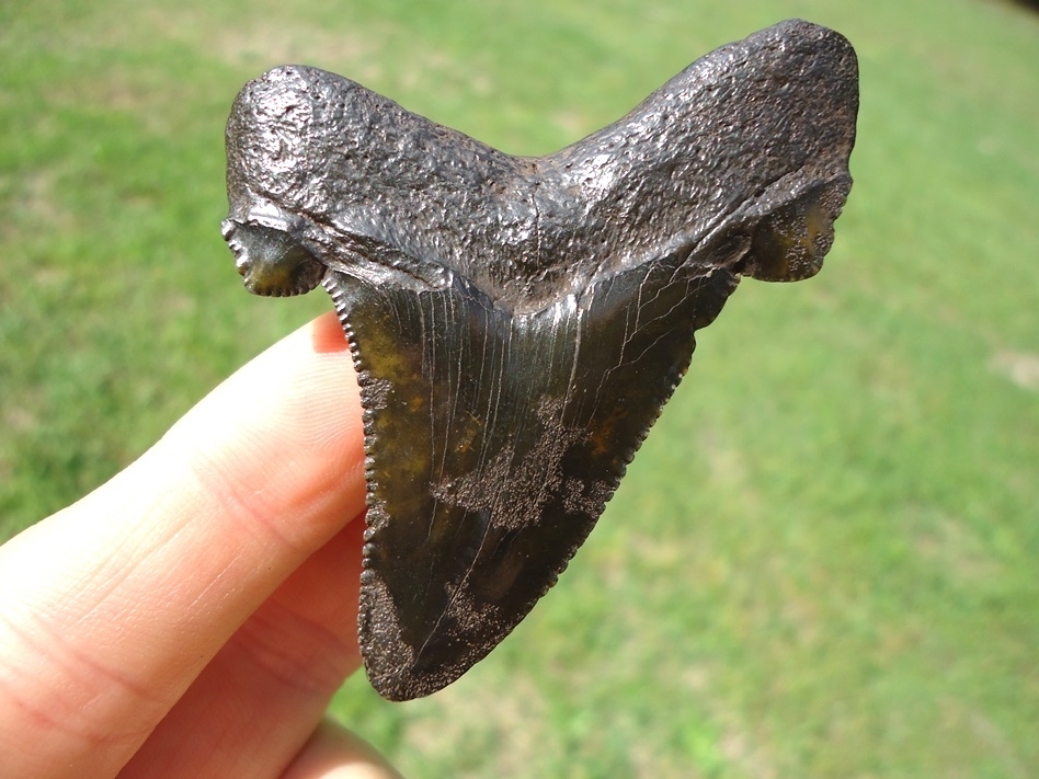 Large image 1 Deep Forest Green Suwannee River Auriculatus Shark Tooth