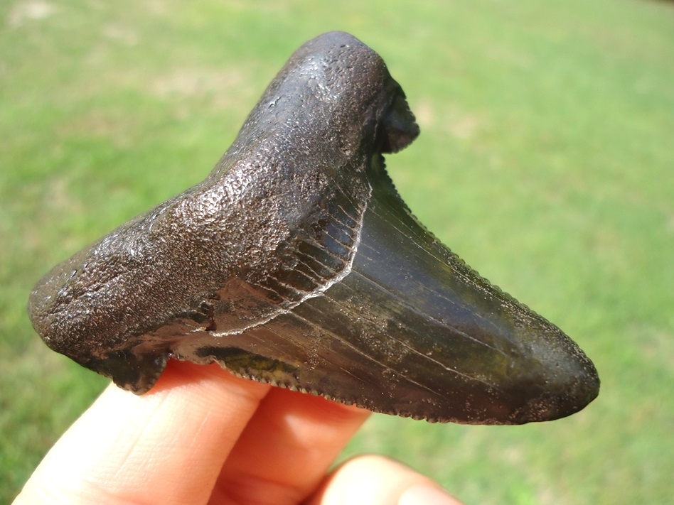 Large image 2 Deep Forest Green Suwannee River Auriculatus Shark Tooth