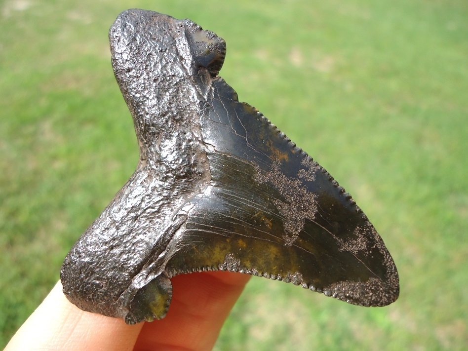 Large image 3 Deep Forest Green Suwannee River Auriculatus Shark Tooth