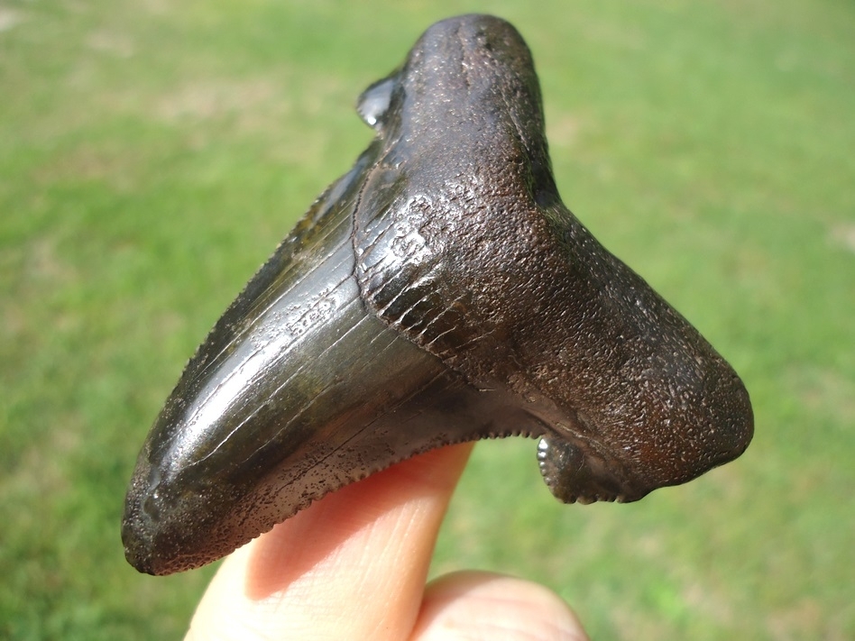 Large image 4 Deep Forest Green Suwannee River Auriculatus Shark Tooth