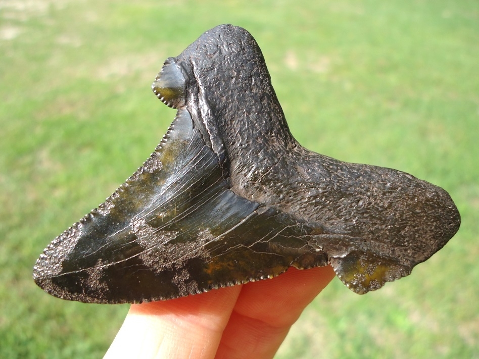 Large image 5 Deep Forest Green Suwannee River Auriculatus Shark Tooth