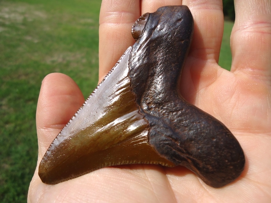 Large image 2 Vibrant Orange 3.41' Auriculatus Shark Tooth