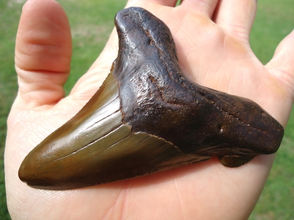 Large image 3 Vibrant Orange 3.41' Auriculatus Shark Tooth