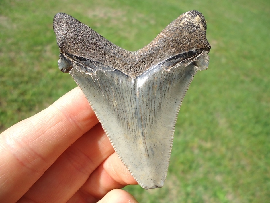 Large image 1 Bargain Angustidens Shark Tooth