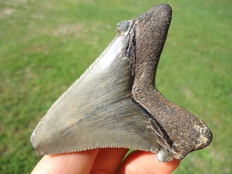 Large image 3 Bargain Angustidens Shark Tooth