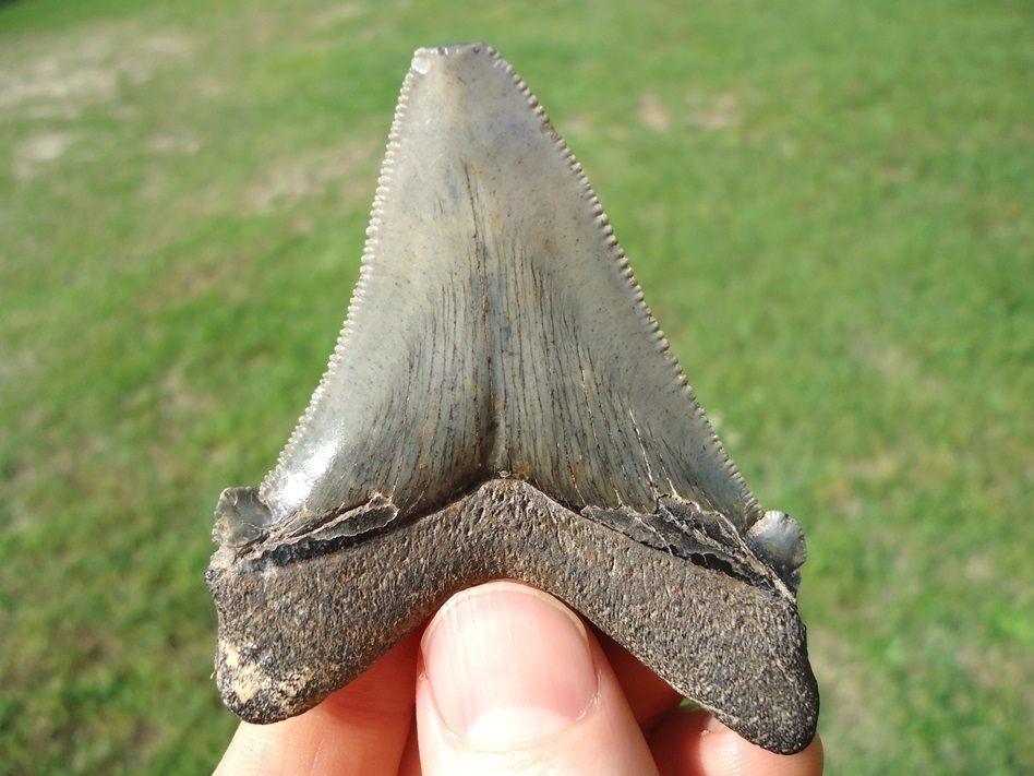 Large image 4 Bargain Angustidens Shark Tooth