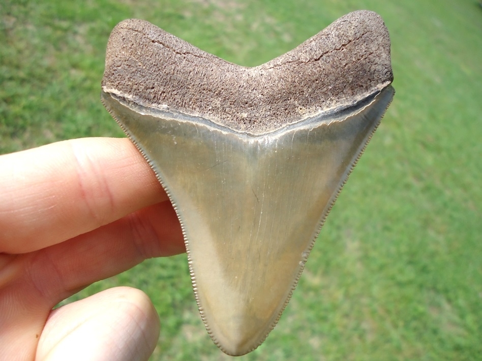 Large image 1 Unique Wide Bourlette Green Bone Valley Megalodon