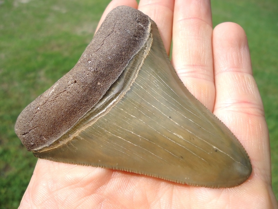 Large image 5 Unique Wide Bourlette Green Bone Valley Megalodon