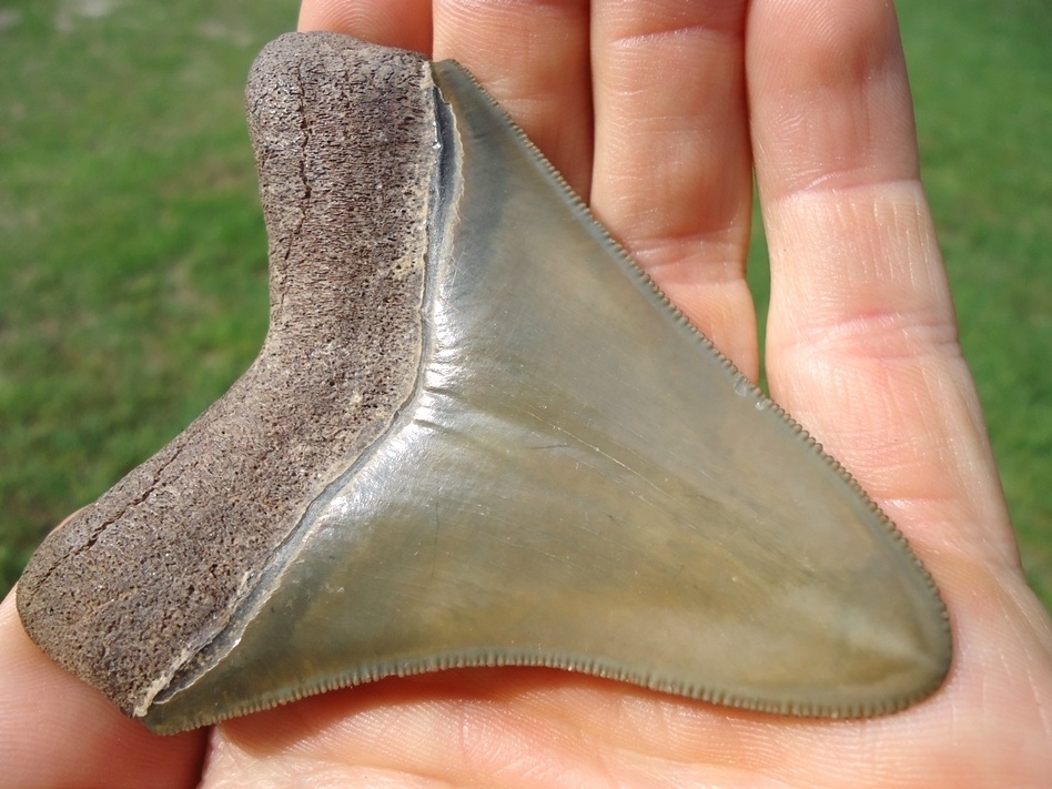 Large image 6 Unique Wide Bourlette Green Bone Valley Megalodon