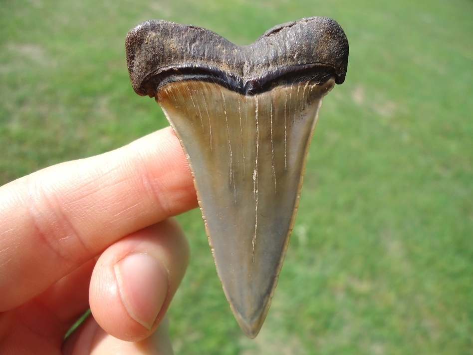Large image 1 Exceptional Mickey Mouse Ear Hastalis Shark Tooth