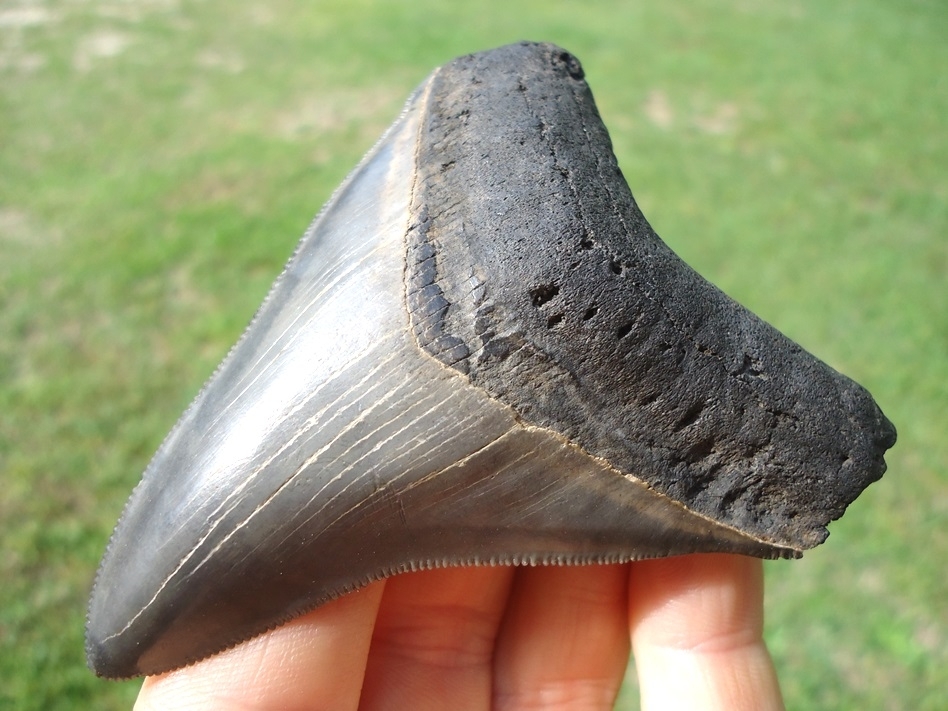Large image 4 Quality 3.33' Megalodon Shark Tooth