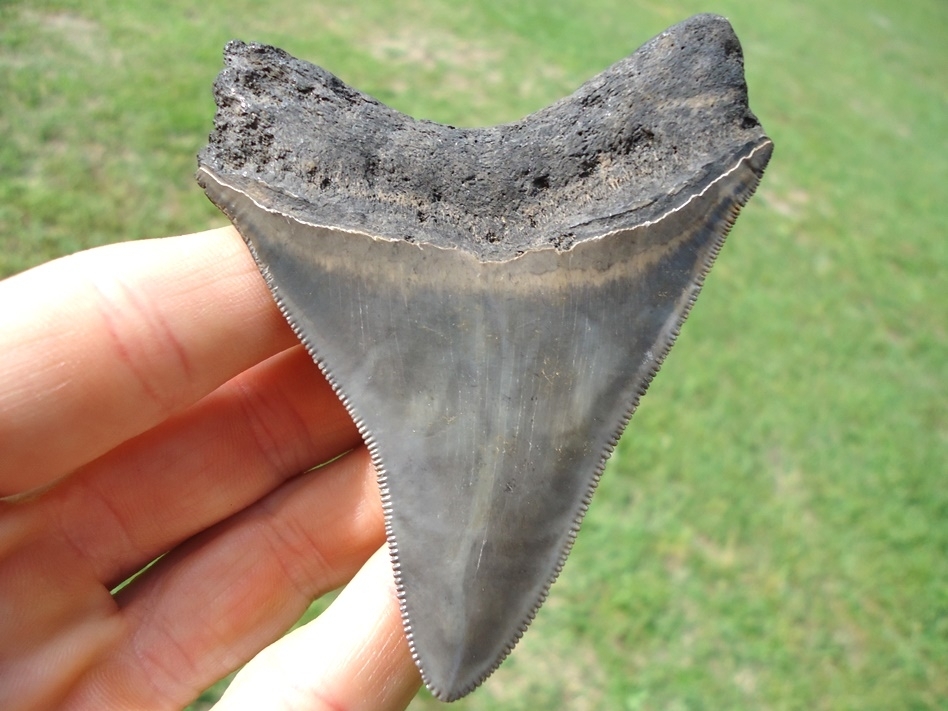 Large image 1 Quality 3.33' Megalodon Shark Tooth