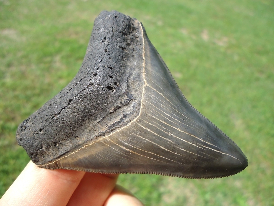 Large image 2 Quality 3.33' Megalodon Shark Tooth