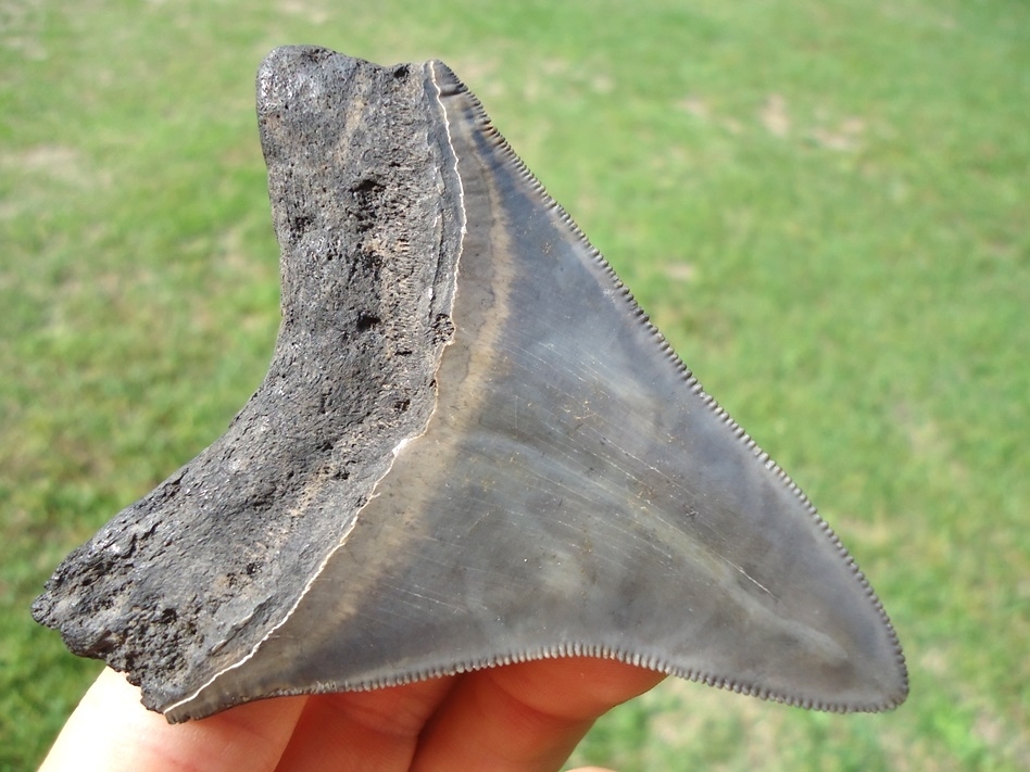 Large image 3 Quality 3.33' Megalodon Shark Tooth