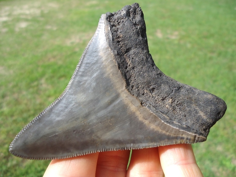 Large image 5 Quality 3.33' Megalodon Shark Tooth
