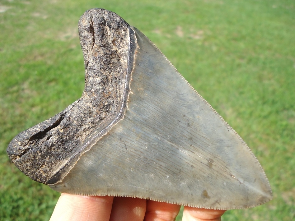 Large image 1 Choice Quality 3.73' Megalodon Shark Tooth