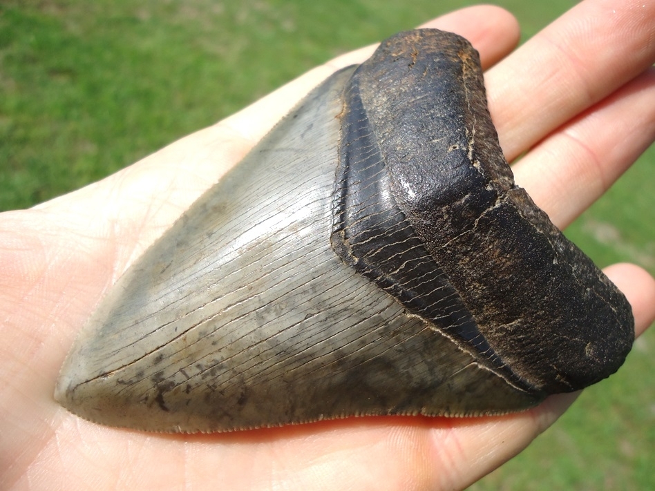 Large image 2 Choice Quality 3.73' Megalodon Shark Tooth